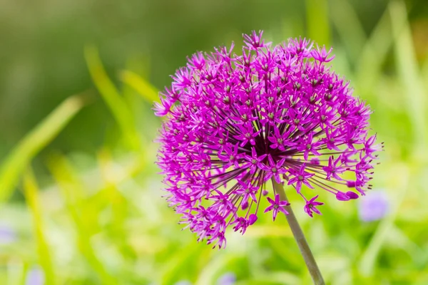 Purple flower (Allium Giganteum) — Stock Photo, Image